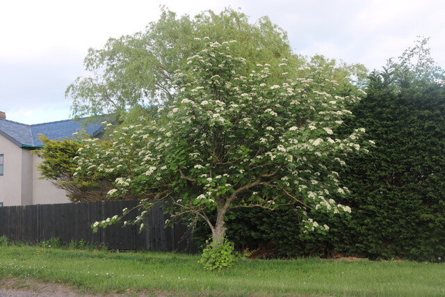 May Tree on Bustard Hill, Tilbrook