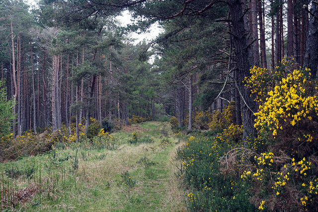 Path continuing through Clashmore Wood