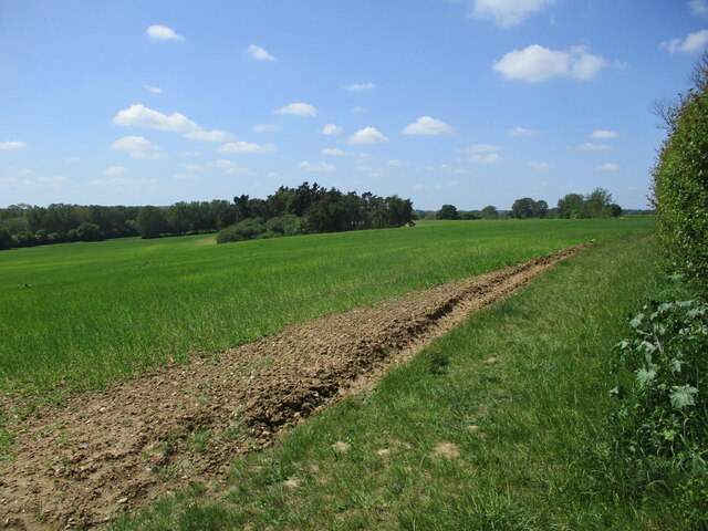 Barley field and plantation, Kersey