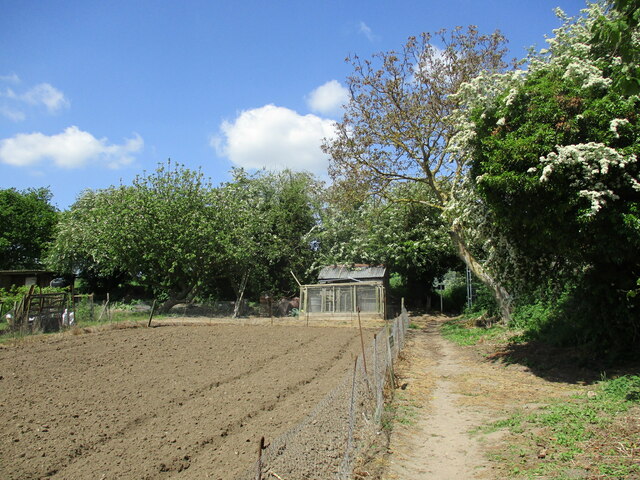 Footpath and allotments, Kersey