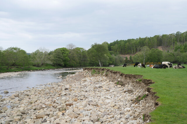 Bank erosion, River South Tyne near Coanwood