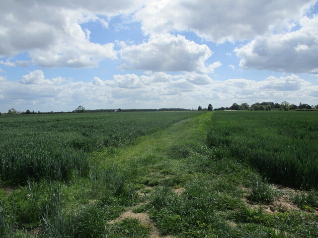 Footpath through a wheat field off Hedgefield Hurn