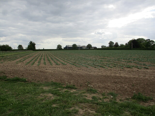 Potato field and Beach Bank Farm