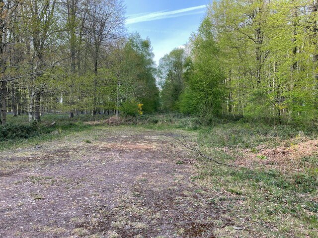 Overgrown track in Dodsley Wood