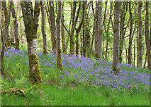 NT2259 : Bluebells in Serpentine Wood, Penicuik by Jim Barton