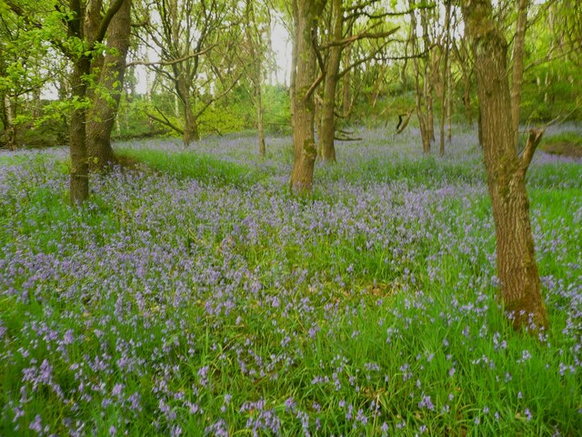 Bluebells in Milner Wood, Stainland