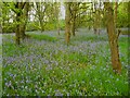 Bluebells in Milner Wood, Stainland