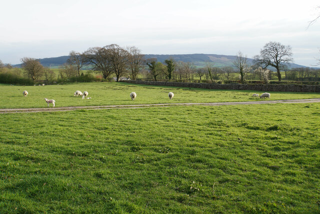 Sheep with lambs at Browsholme Hall