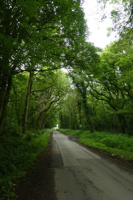 Broad Lane in woodland