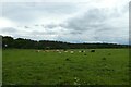 Cattle beside Dauby Lane