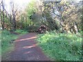 Fallen trees on Kincorth Hill