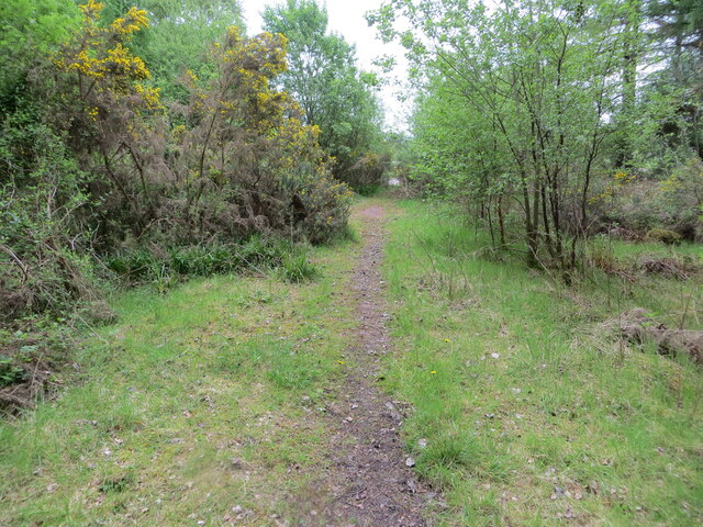 Woodland path, Downie Hillock
