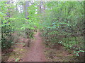 Woodland path near to Kintessack