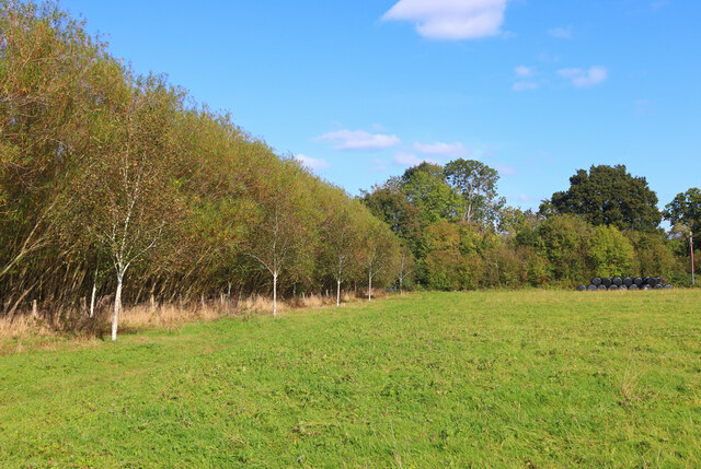Meadow Wood