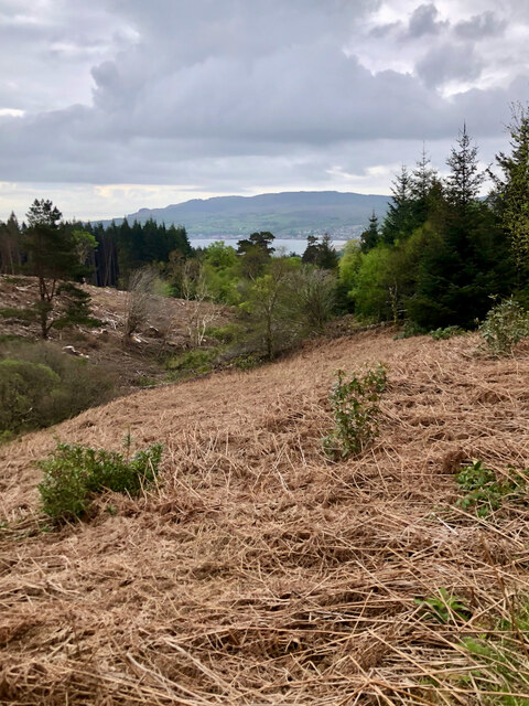 Clearing in Cnocan Wood