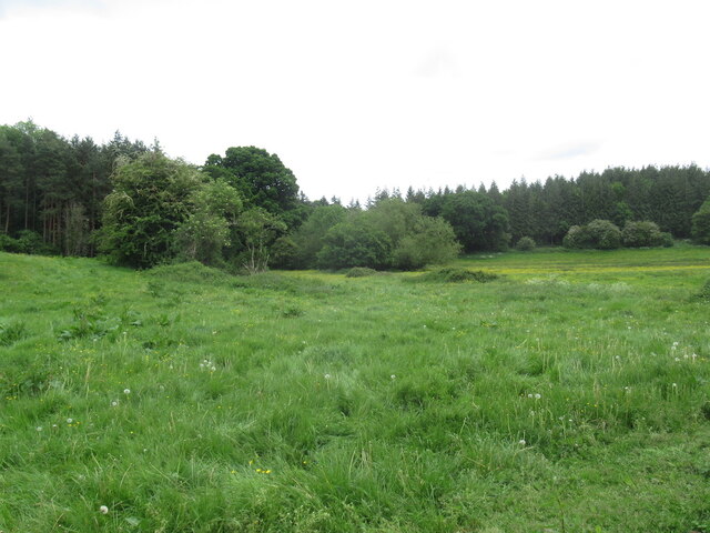Field and woodland near Bredwardine