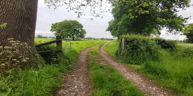 Farm Track near Budworth Heath