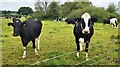 Cow Pasture at Budworth Heath