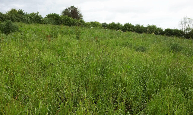 Cattle pasture, Tenant's Hill