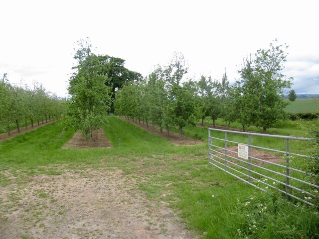Orchard, Bridge Sollars