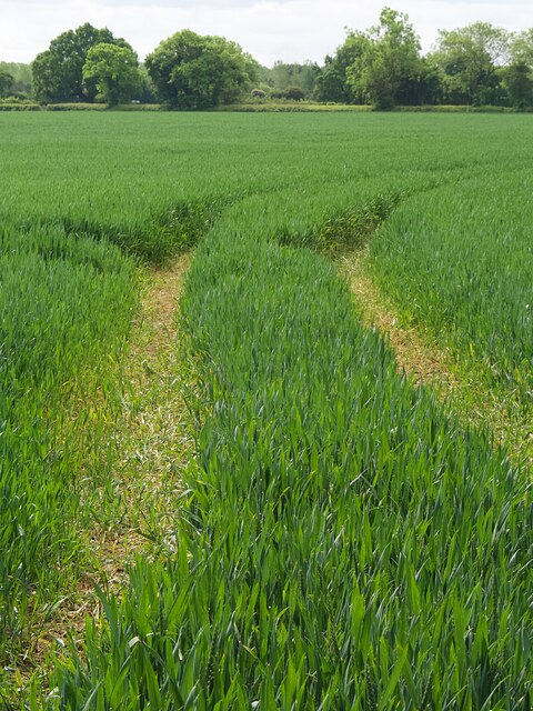 Tractor lines in a field of barley