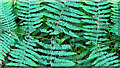 TQ2325 : Fern fronds in Steep Wood by Ian Cunliffe