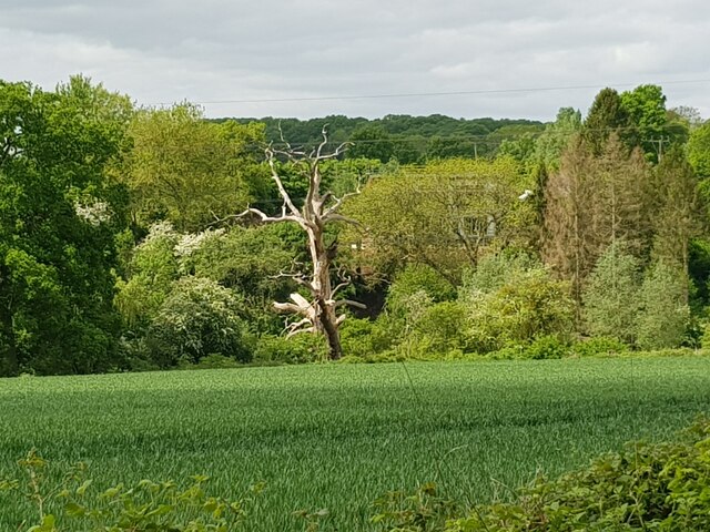 Dead tree on edge of a field near Hadley