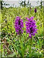 Northern Marsh Orchid (Dactylorhiza purpurella), The Spetchells