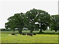 Cattle and buttercups, Pig Street