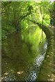 River Cerne above Cerne Abbas