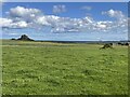 View across fields to Lindisfarne Castle