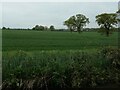 SK1015 : Cereal field, south-east of Tuppenhurst by Christine Johnstone
