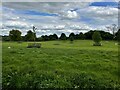 Grazing sheep by Trafford Bridge