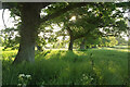 Oaks near Breach Wood