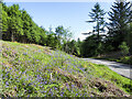 Bluebells in Gleann Bhaile Dheirg