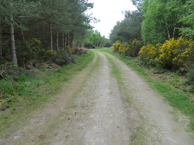 Track through Hillhead Wood