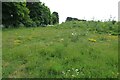 Footpath by the new road landscaping