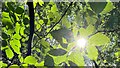 Sunlight and leaves near the New Lipchis Way