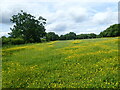 A field of buttercups