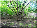 SE1522 : Oak tree in Oak Hill Bank Wood, Brighouse by Humphrey Bolton
