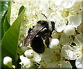 SJ7407 : Ashy Mining Bee on pyracanthus flowers by Richard Law