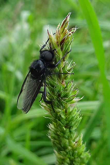 St Mark s Fly Bibio Marci Anne Burgess Cc by sa 2 0 Geograph 