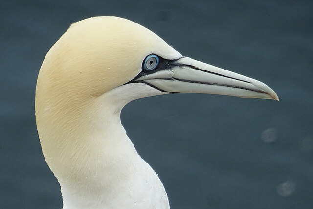 Northern Gannet (Morus bassanus) © Anne Burgess :: Geograph Britain and Ireland