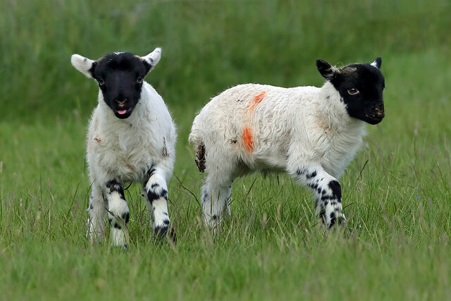 Twin lambs at Riskinhope Farm