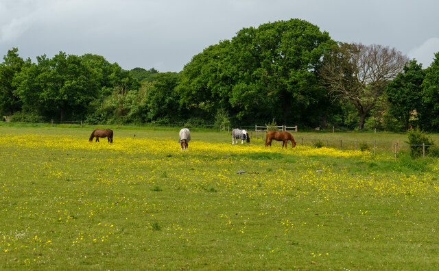 Horses in field, Cherry Orchard Jubilee Country Park
