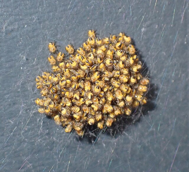 Spiderlings (Araneus diadematus) - in a bunch