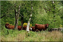 SD1499 : Cows in Eskdale by Peter Trimming