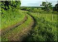 ST6805 : Track near Buckland Newton by Derek Harper