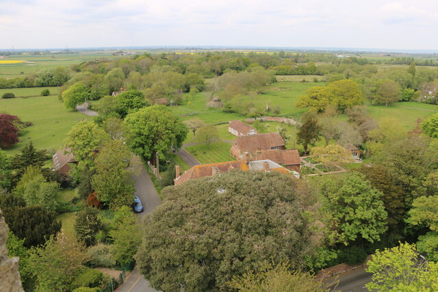 A grey heron nest near the top of a tree by All Saints Church, Lydd