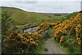 Gorse Bushes beside Bollihope Burn